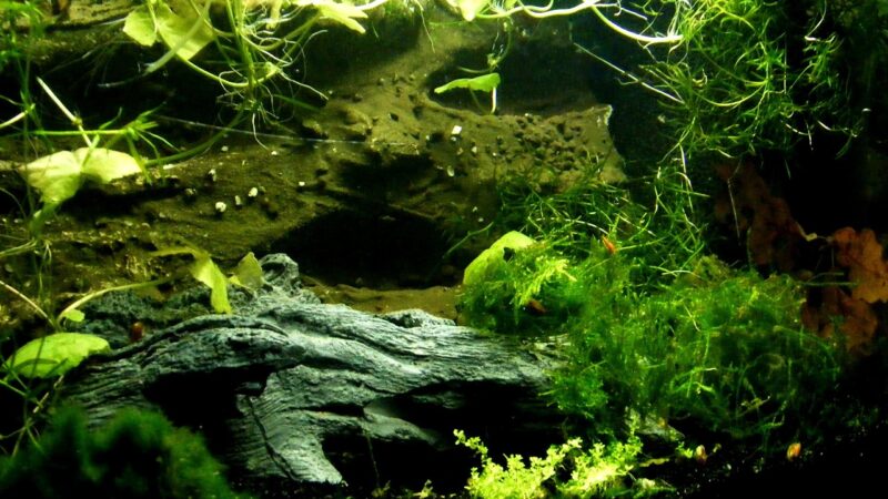 Cryptocoryne Ciliata Brackish Care Guide: Mangrove Estuary