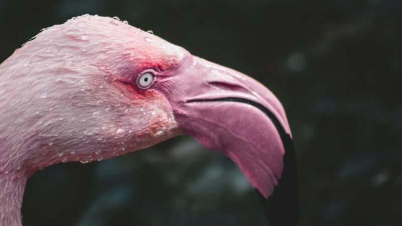 Cryptocoryne Flamingo Care Guide: The Pink Crypt