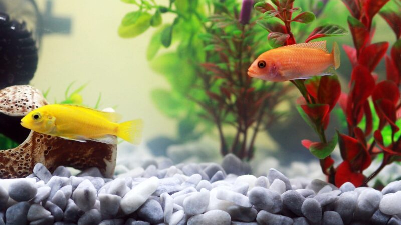Cryptocoryne Lucens Care Guide