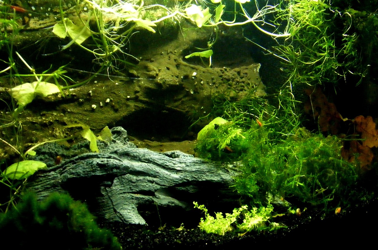 Cryptocoryne Nurii Care Guide