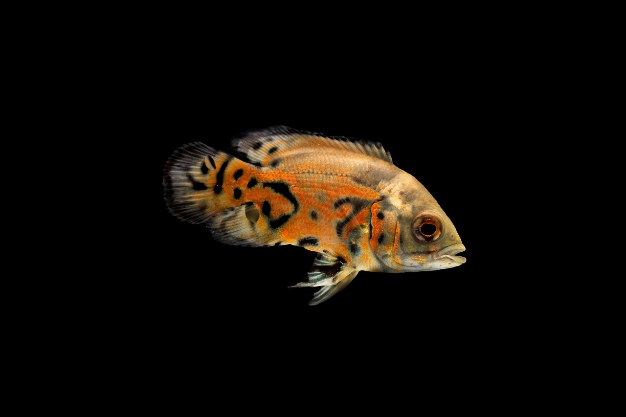 fish, pets, nature, aquatic, sea