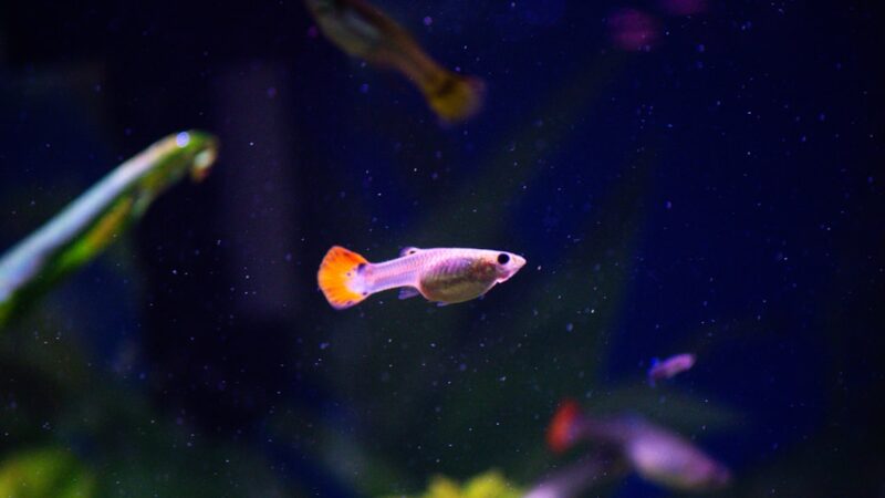 Cumana Endler Locality Strain Care Guide: Wild Type Endler