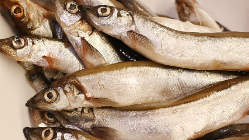 Can You Cycle an Aquarium With Fish Food?