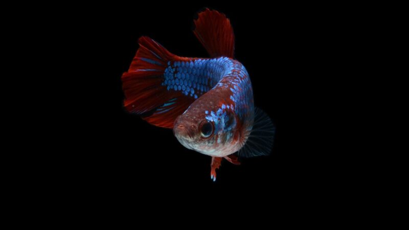 fish, betta fish, red fish, animal, scales, aquarium, ornamental fish, nature, swimming, macro, hickey, betta splendens, siam