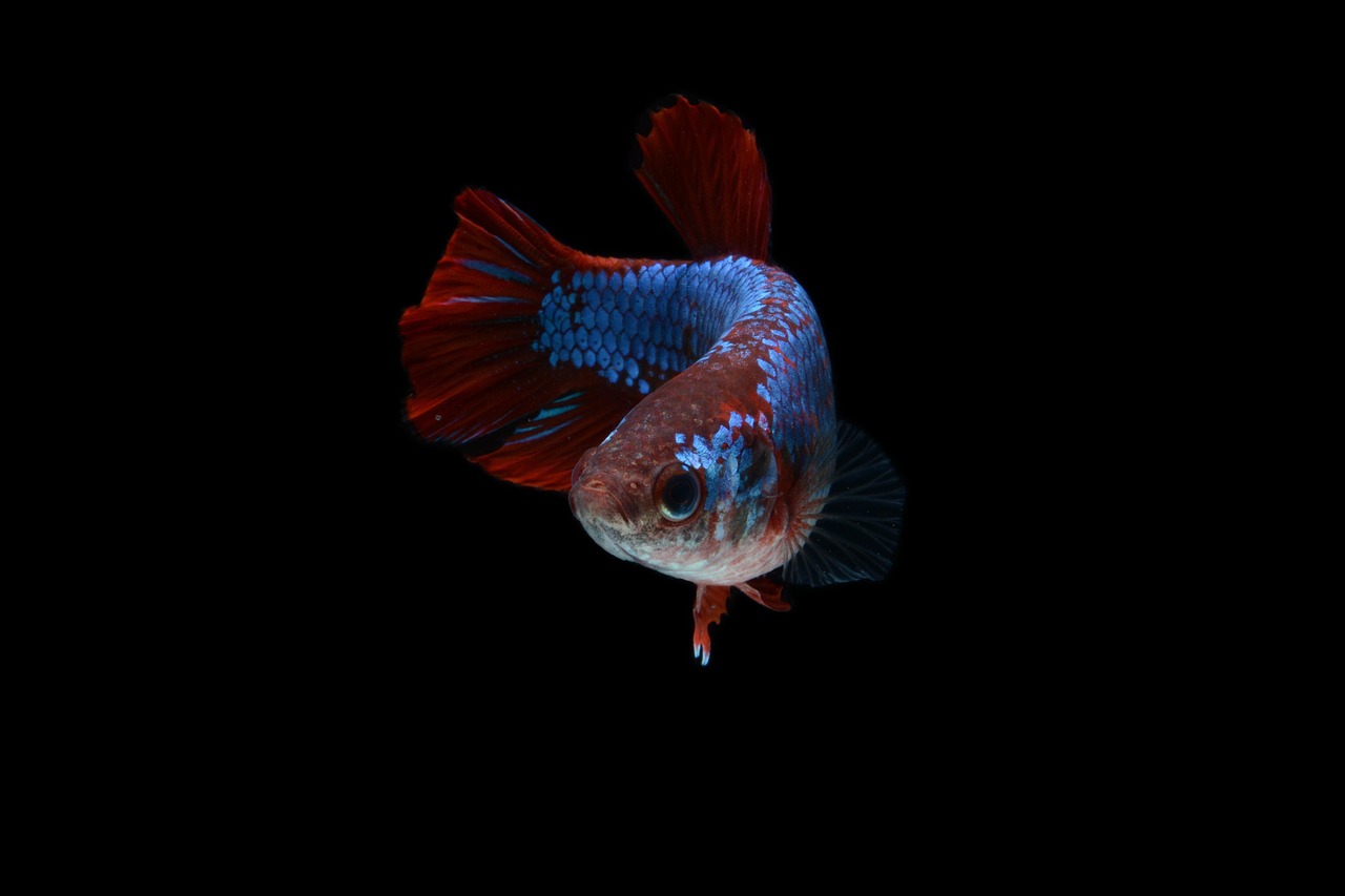 fish, betta fish, red fish, animal, scales, aquarium, ornamental fish, nature, swimming, macro, hickey, betta splendens, siam