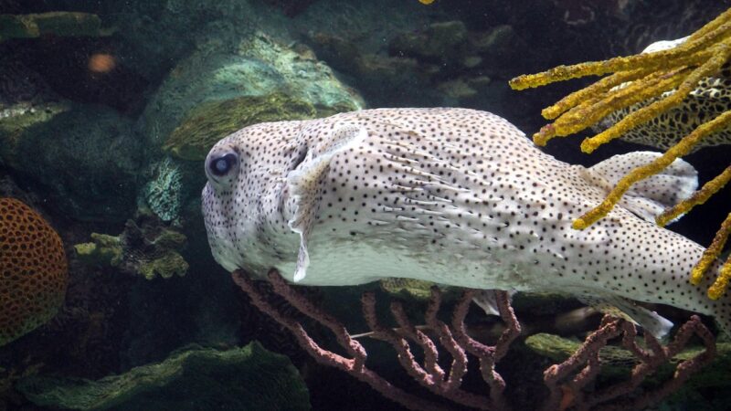 How to Breed Denison Barbs