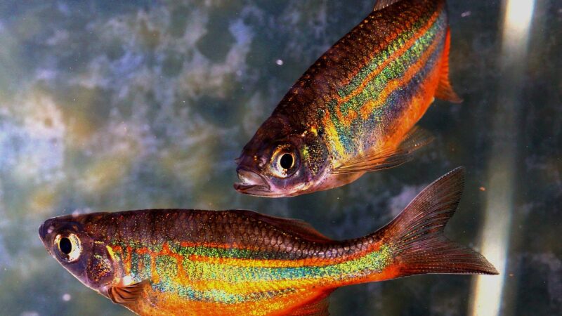 devario malabaricus rainbow care aquarium fish — featured image for devario malabaricus rainbow care