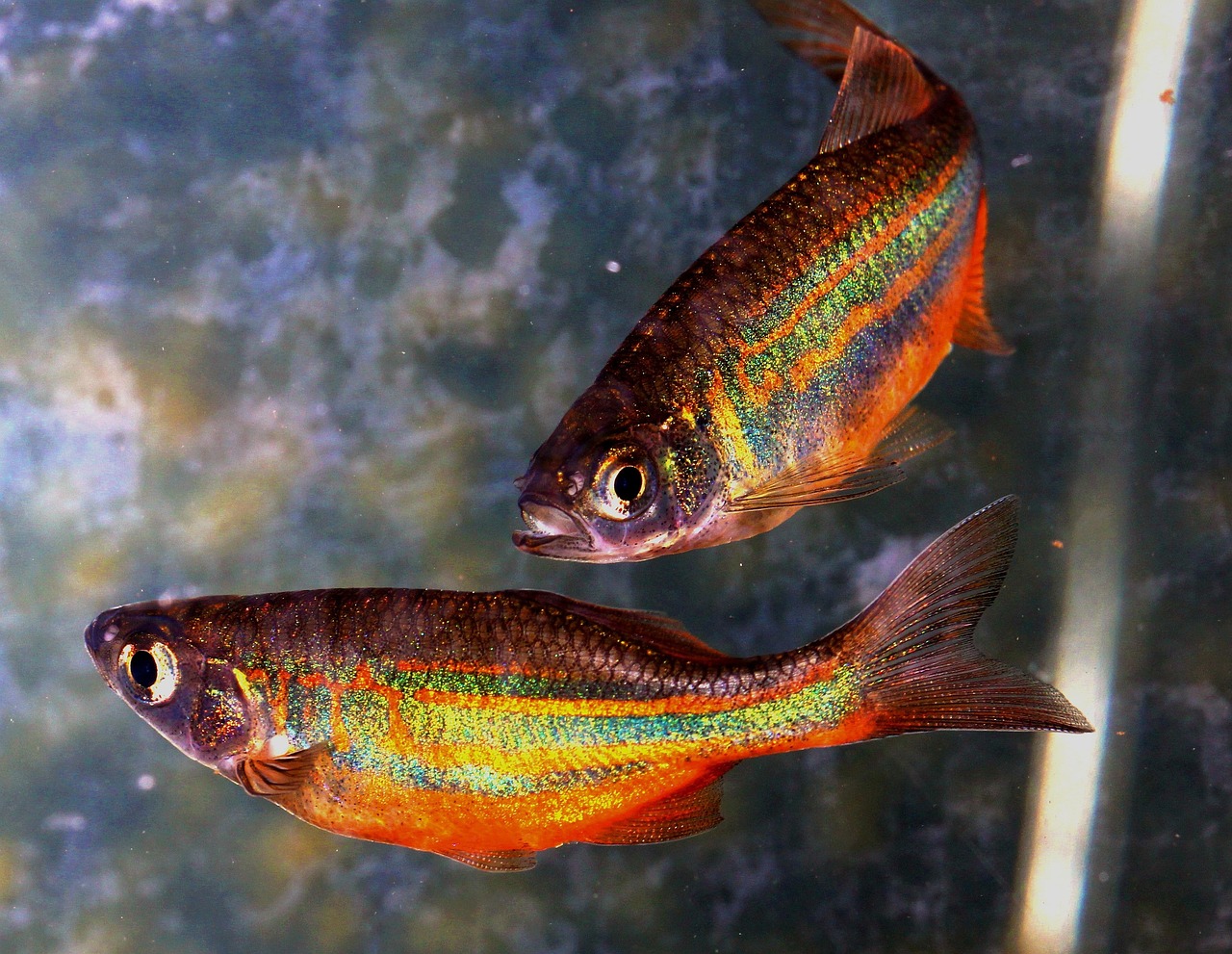 devario malabaricus rainbow care aquarium fish — featured image for devario malabaricus rainbow care