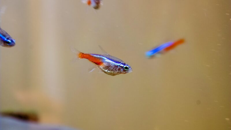 neon tetra, freshwater fish, fish, aquarium, nature, fish tank, close up