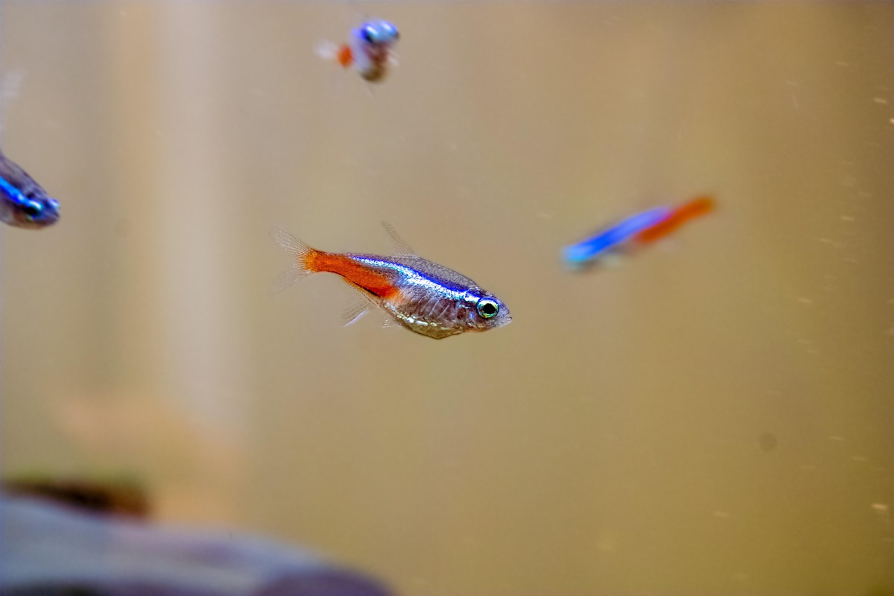 neon tetra, freshwater fish, fish, aquarium, nature, fish tank, close up