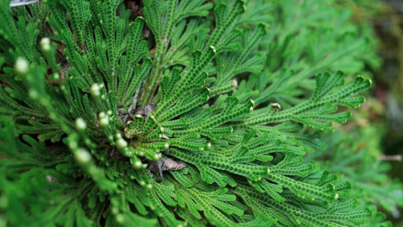 Didiplis Diandra Care Guide: Delicate Water Hedge