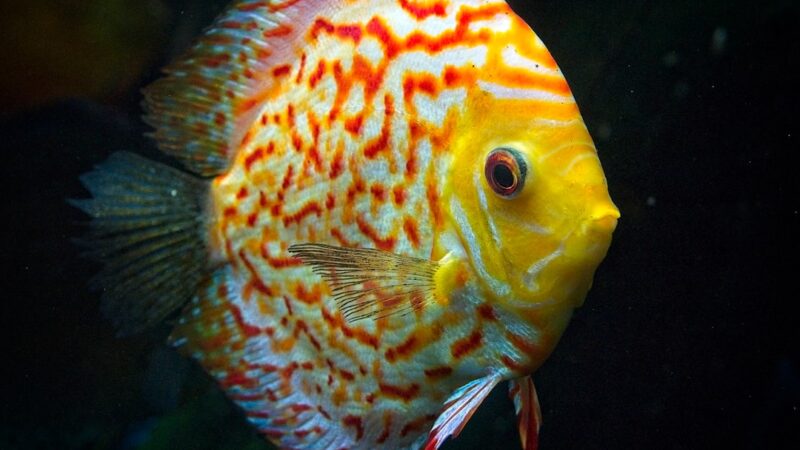 Discus Breeding Pair Selection Guide: Forming Bonded Pairs