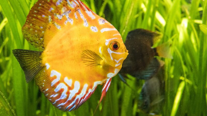 Discus Fish Care Guide: The King of the Aquarium