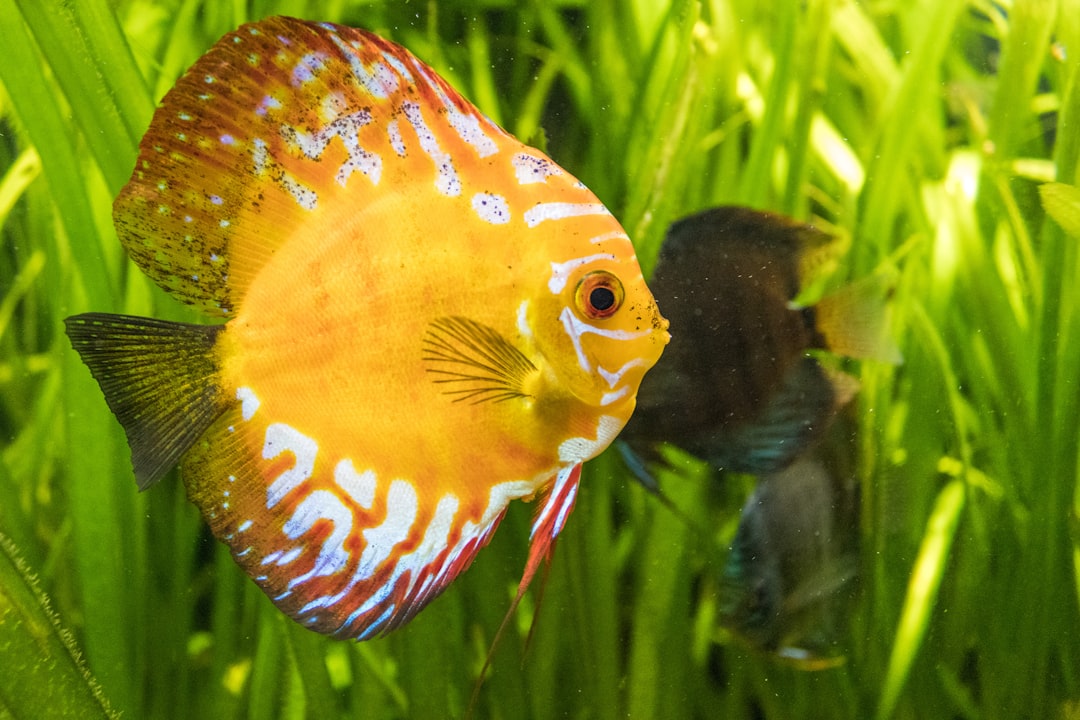Discus Fish Care Guide: The King of the Aquarium