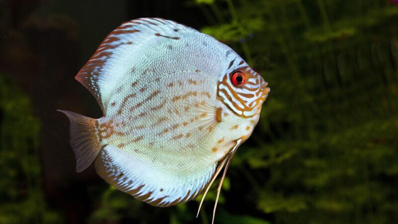discus fish, nature, fish, aquarium