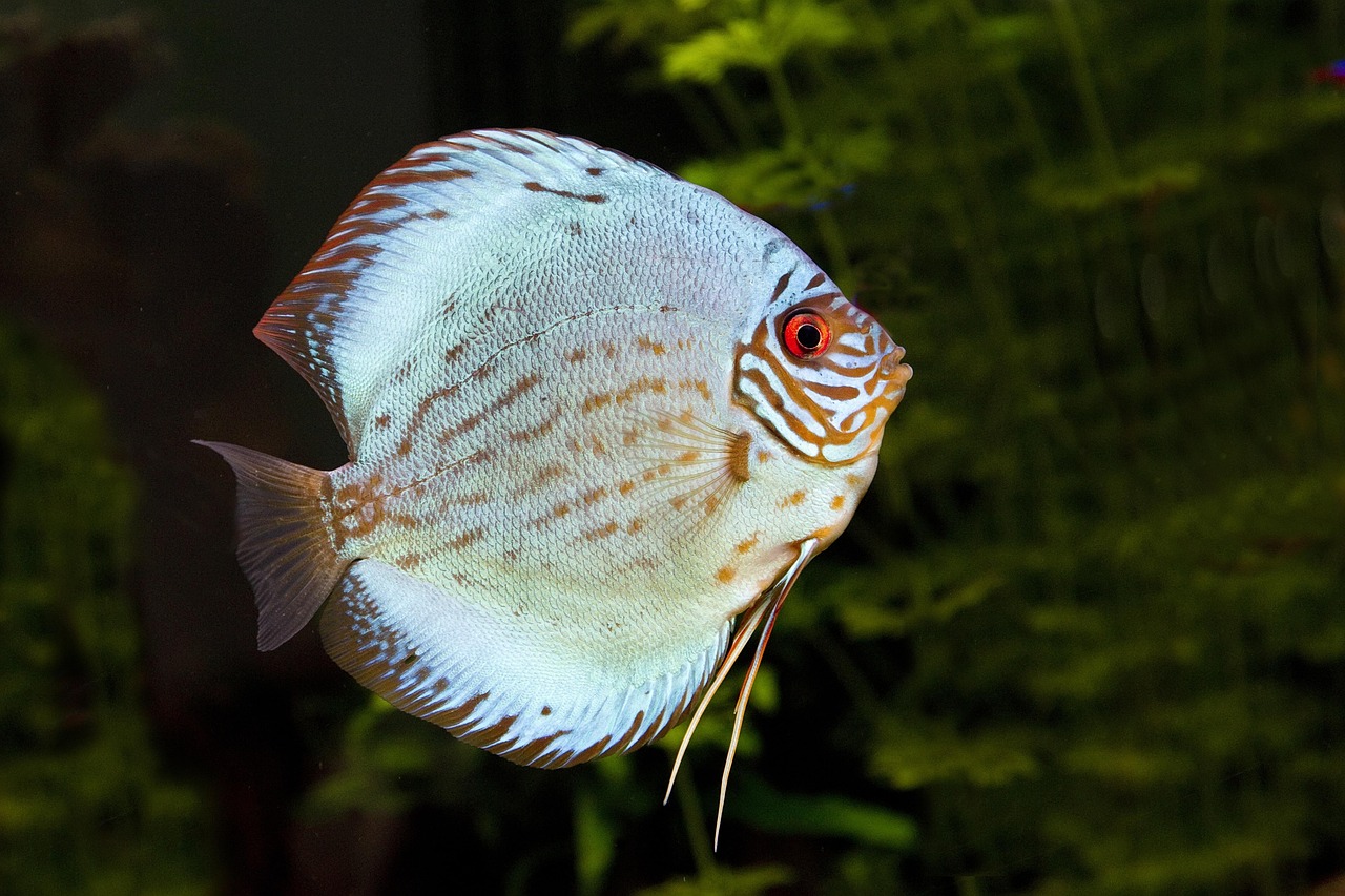 discus fish, nature, fish, aquarium
