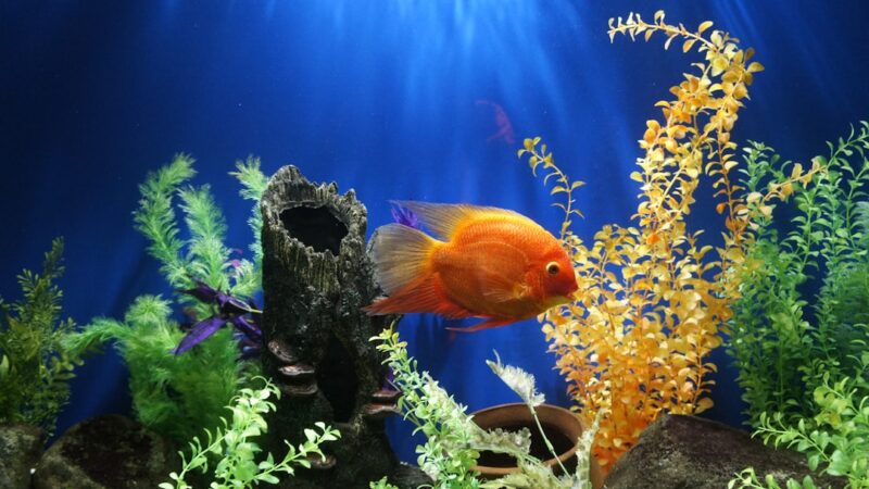 DIY Aquarium Quarantine Tub Build Guide: Sterilite Bin Setup