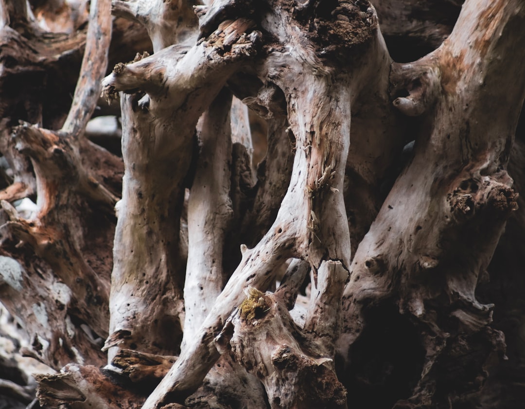 DIY Driftwood Soak Prep Protocol Guide: 14-Day Tannin Leach