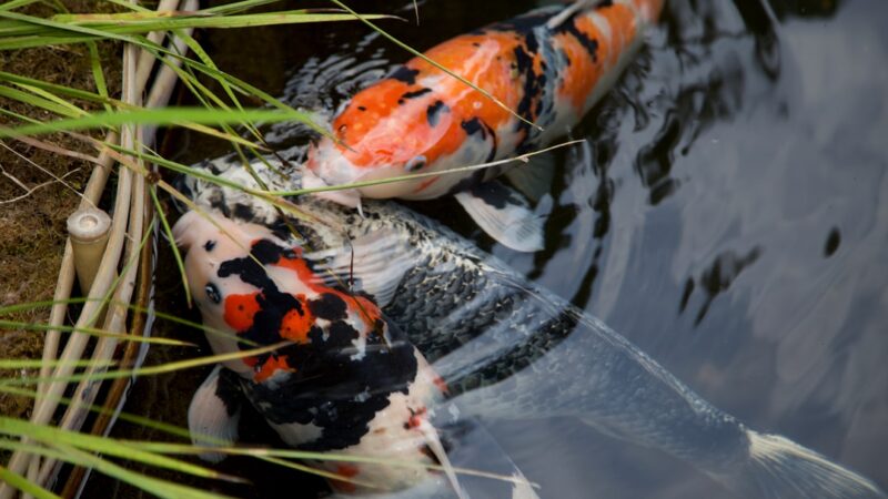 DIY Pond UV Clarifier Budget Build Guide