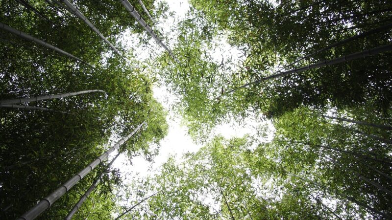 bamboo, sky, forest, nature, vs grove, plant, break