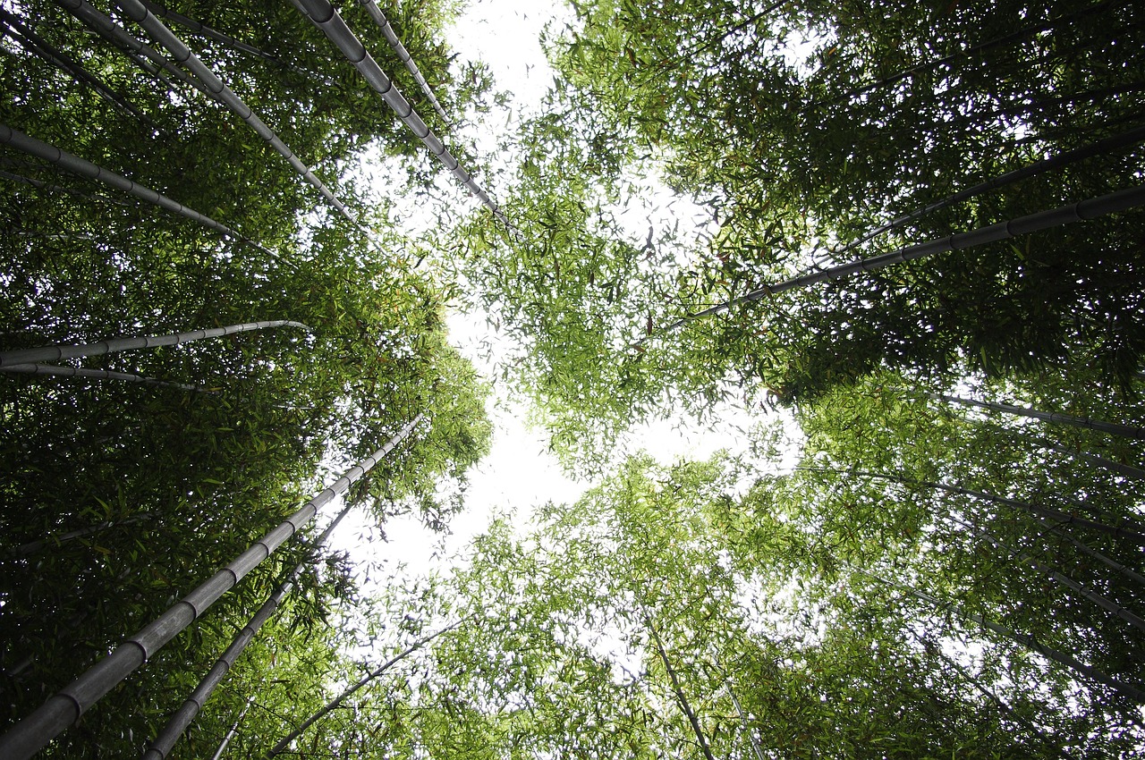 bamboo, sky, forest, nature, vs grove, plant, break