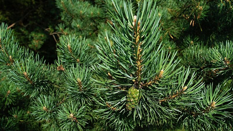 pine, needles, conifer, pine tree, pine needles, evergreen, fir, macro, cone, branches, green, nature, pine, pine, pine, pine