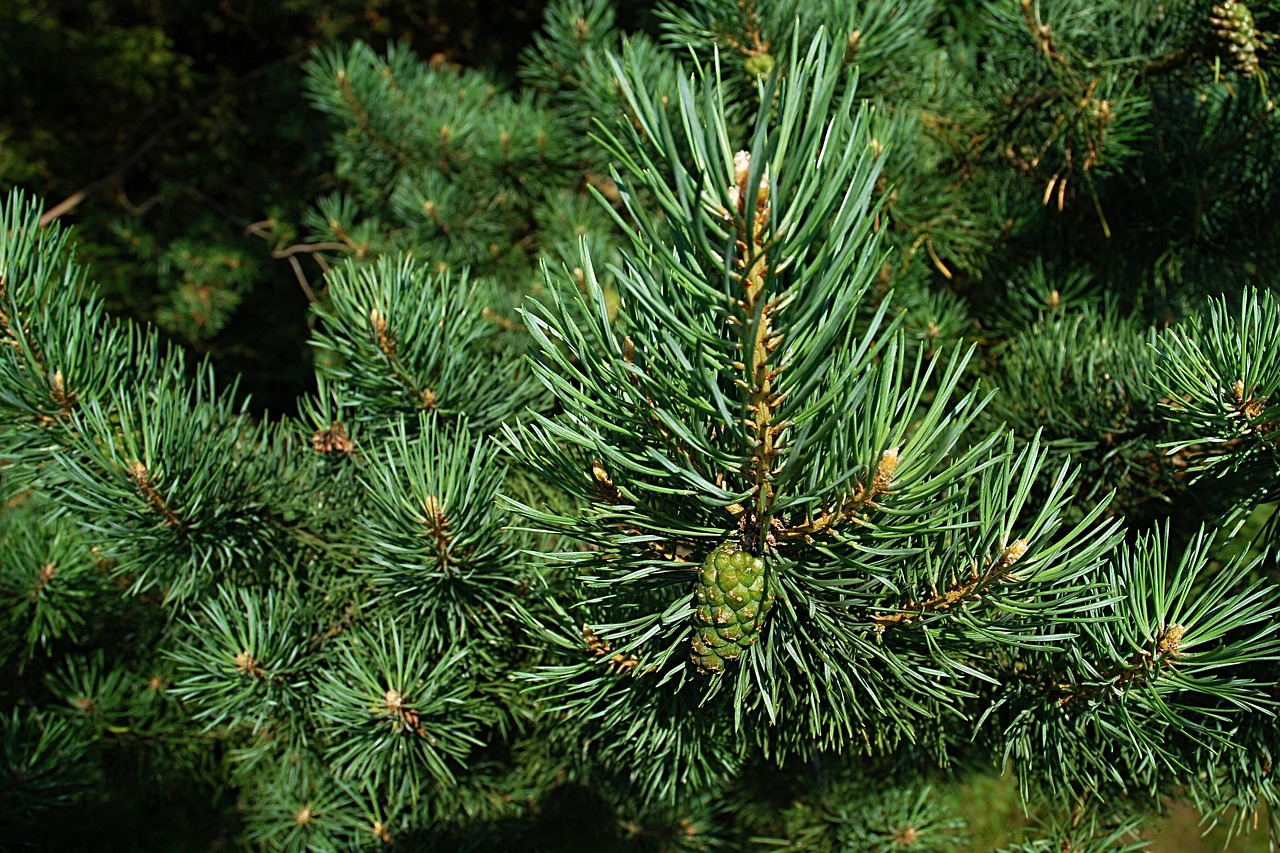 pine, needles, conifer, pine tree, pine needles, evergreen, fir, macro, cone, branches, green, nature, pine, pine, pine, pine