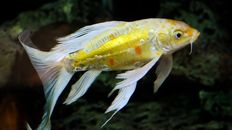 freshwater aquarium tank — featured image for dry start method carpet plants