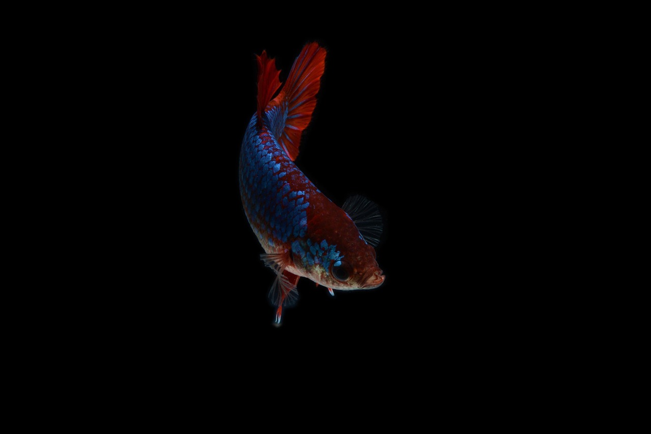 dumbo ear betta aquarium fish — featured image for dumbo ear betta care guide