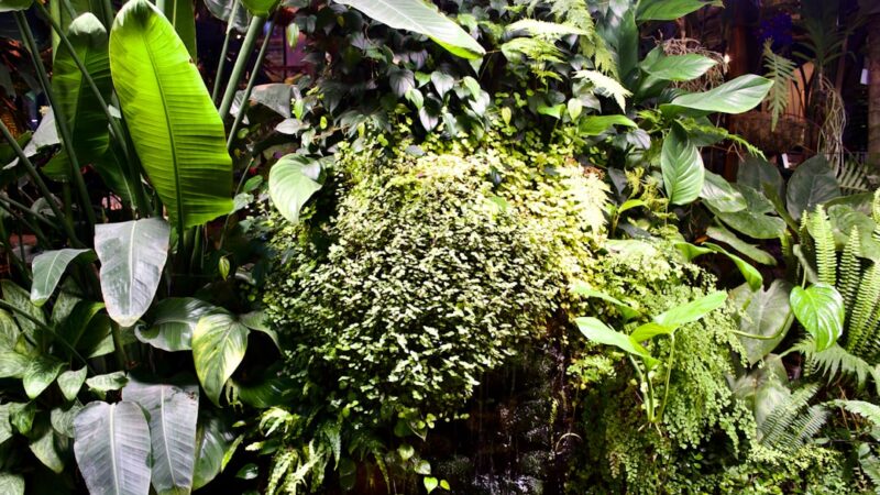 Dutch Aquascape Step by Step: Rows, Streets and Plant Groups