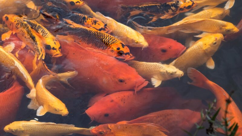 koi pond, koi, fish, pond, animals, nature, wildlife, koi, fish, fish, fish, fish, fish