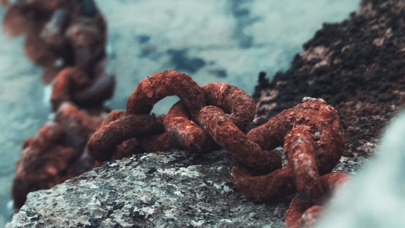 Dwarf Chain Loach Care Guide: Tiny, Social and Snail-Hungry