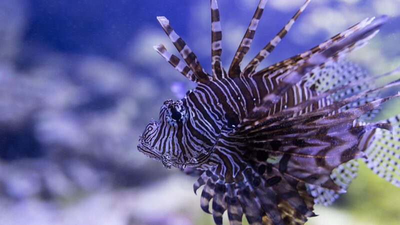 fish, red lionfish, aquarium, marine, species, nature, underwater, macro, fins