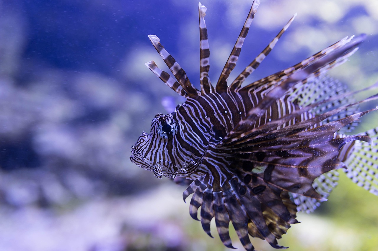 fish, red lionfish, aquarium, marine, species, nature, underwater, macro, fins