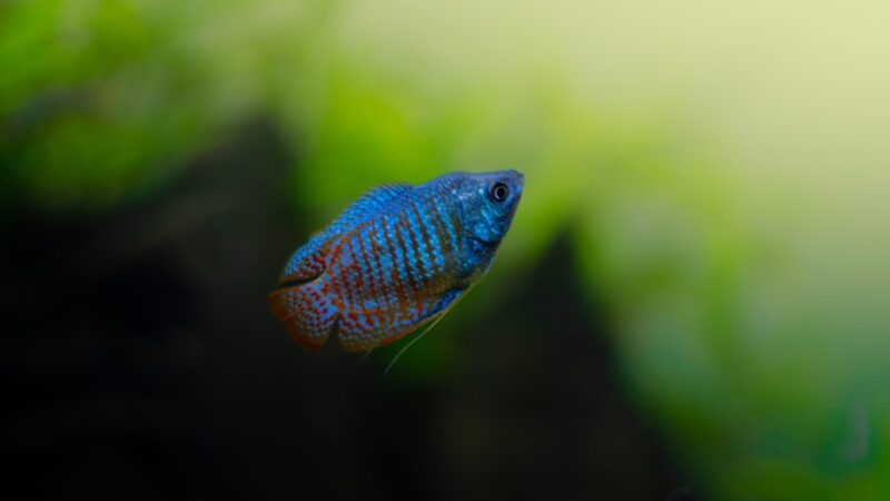 Dwarf Gourami Care Guide: Colours, Tank Mates and Health