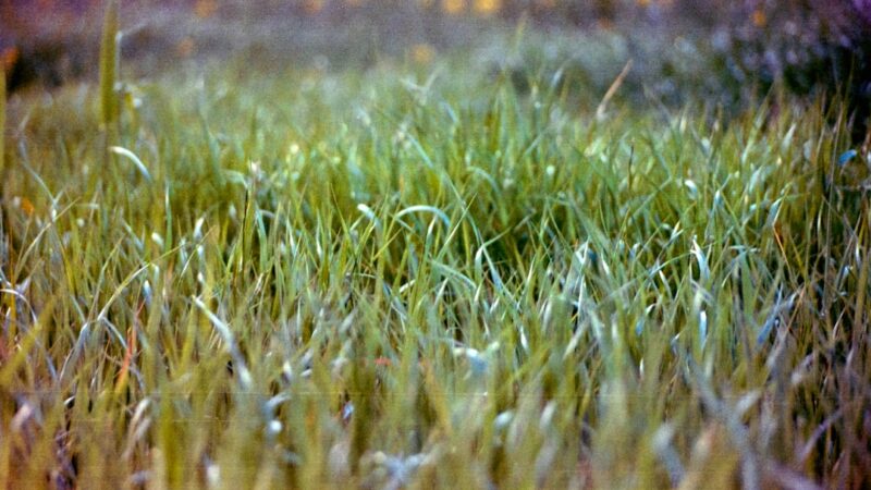 Dwarf Hairgrass Dry Start Method