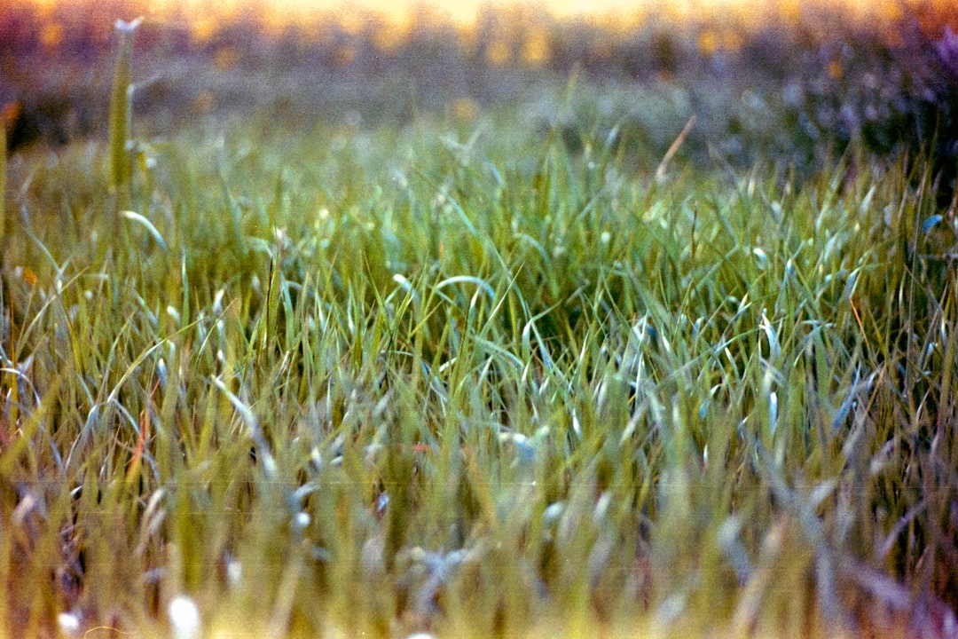 Dwarf Hairgrass Dry Start Method