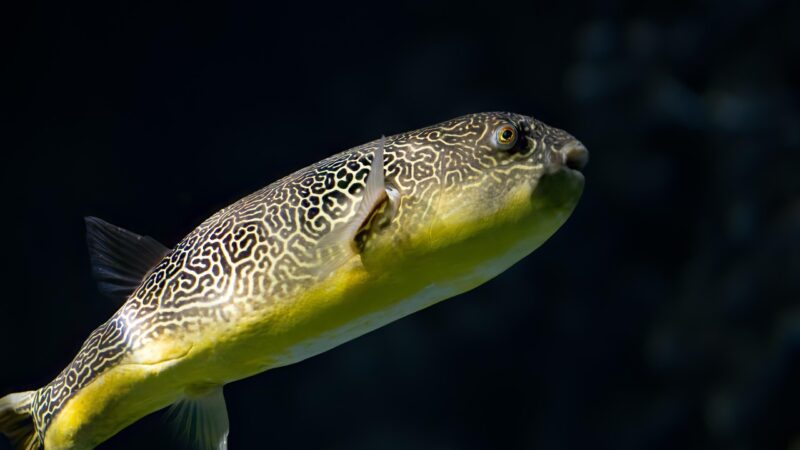 Dwarf Pea Puffer Tank Mates