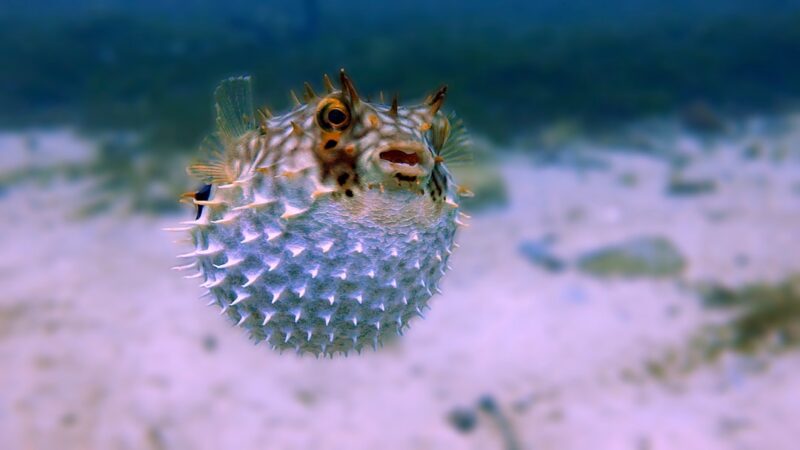 Dwarf Puffer vs Pea Puffer: Are They the Same Fish?