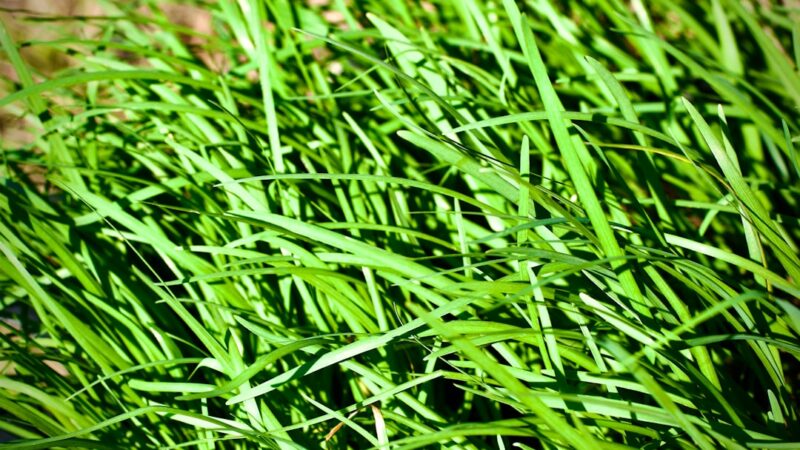 Dwarf Sagittaria Care Guide: Grass-Like and Beginner-Proof