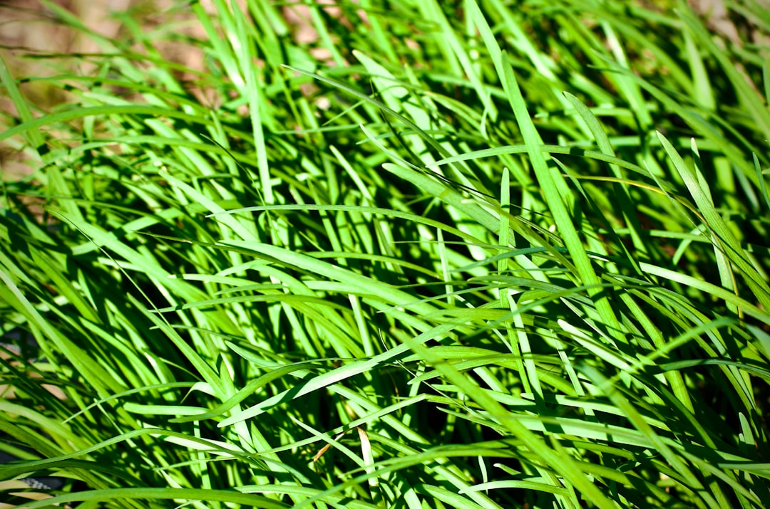 Dwarf Sagittaria Care Guide: Grass-Like and Beginner-Proof