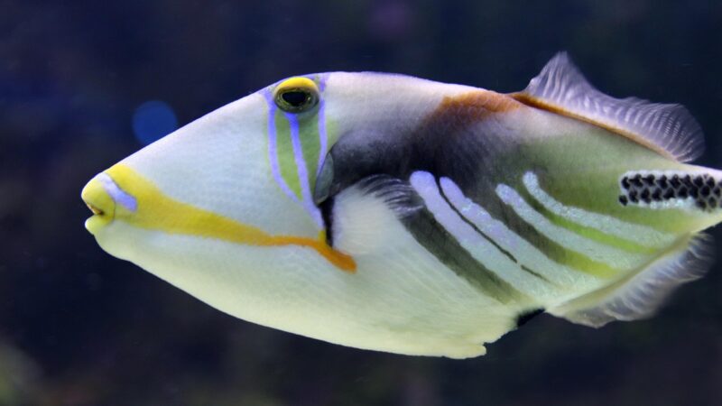 eagle eye zoanthid aquarium fish — featured image for eagle eye zoanthid care guide