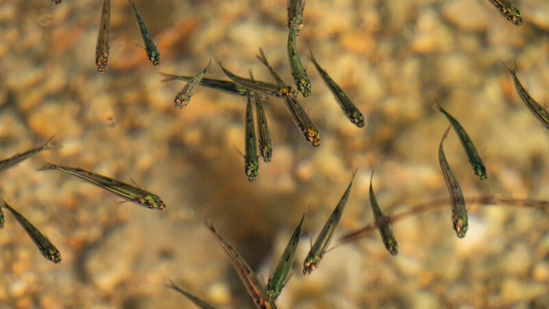 Echinodorus Tenellus Guide: The Grassy Foreground Plant