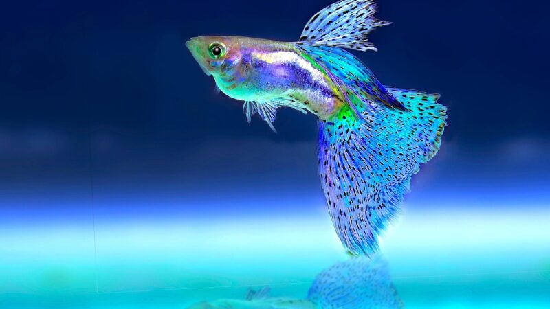 eheim classic 2217 long aquarium fish — featured image for eheim classic 2217 long term review
