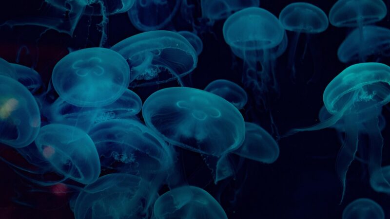 jellyfish, sea, underwater, animals, marine, water, nature, blue, aquarium, jellyfish, jellyfish, jellyfish, sea, underwater,