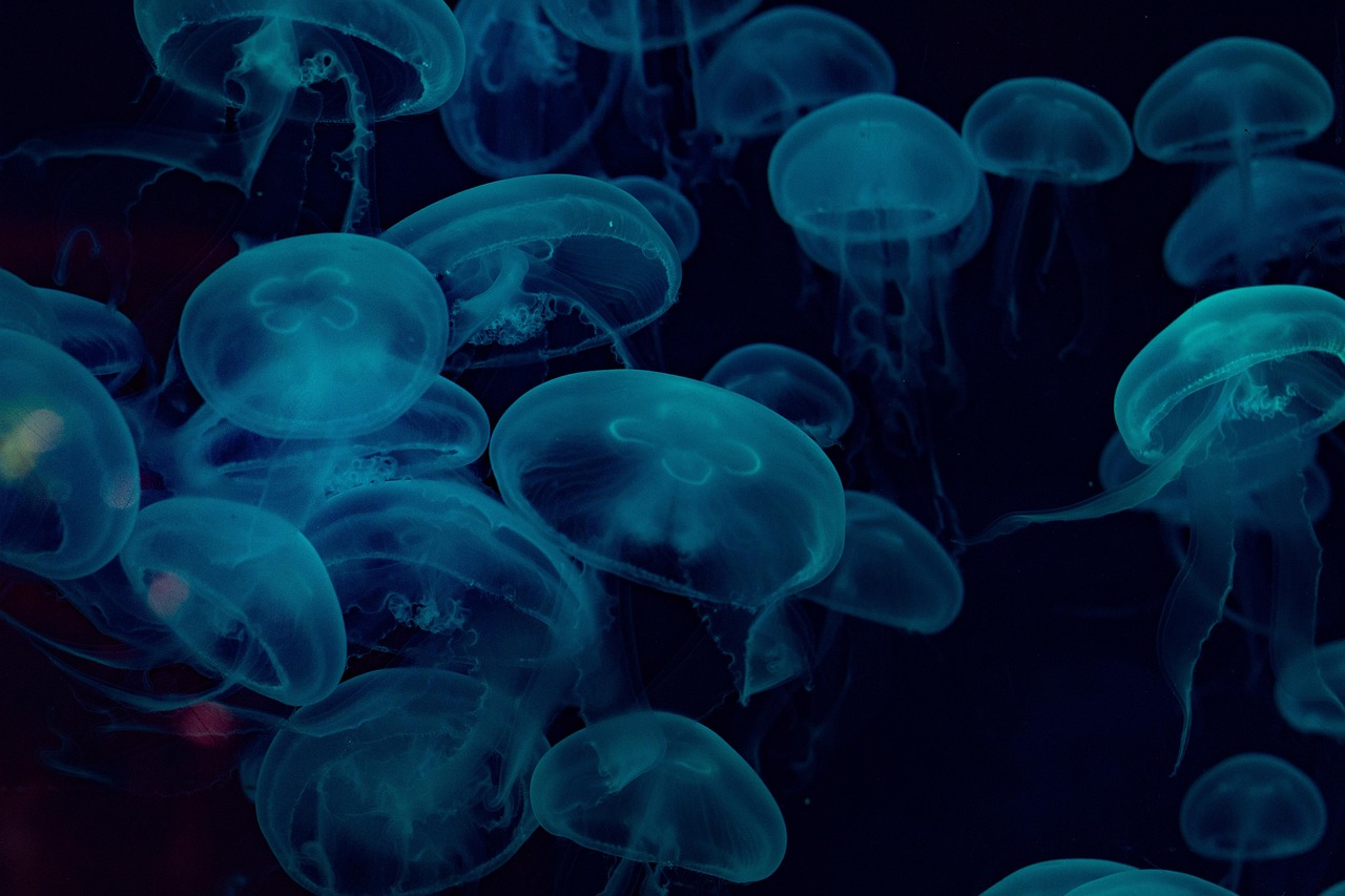 jellyfish, sea, underwater, animals, marine, water, nature, blue, aquarium, jellyfish, jellyfish, jellyfish, sea, underwater,