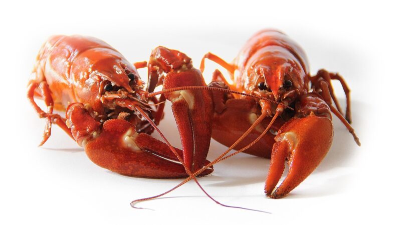 crawfish, sweden, crayfish party, red, crayfish, seafood, crawfish, crawfish, crawfish, crayfish, crayfish, crayfish, crayfis