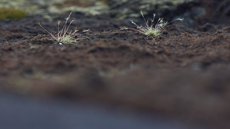 Eleocharis Acicularis Mini Dry Start