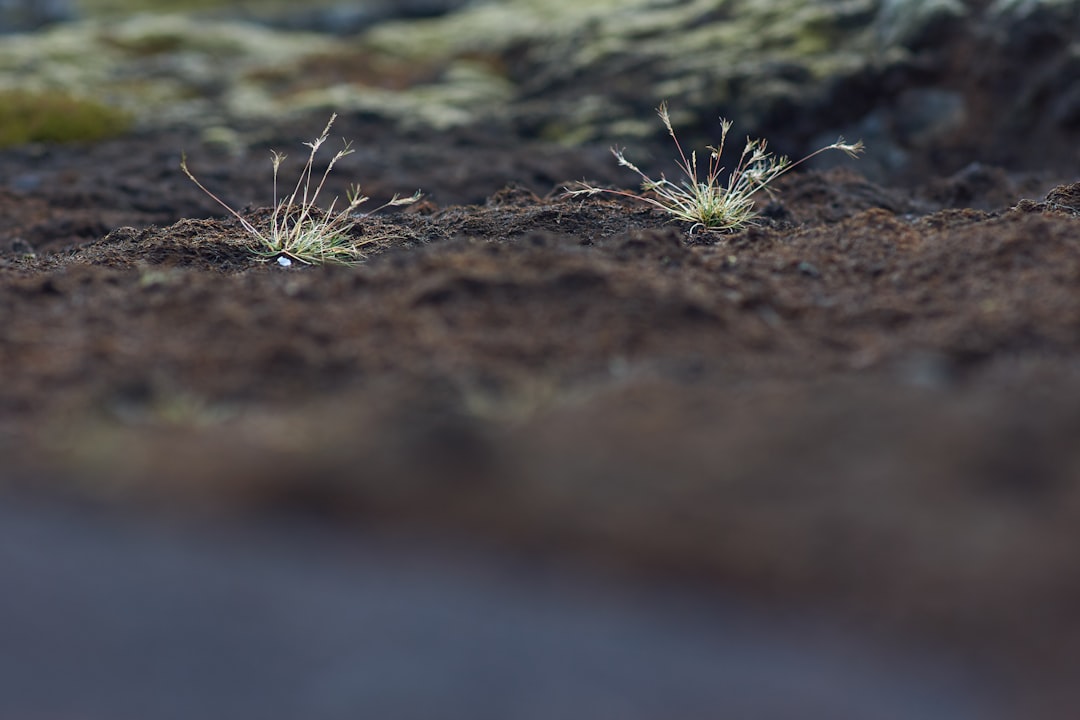 Eleocharis Acicularis Mini Dry Start