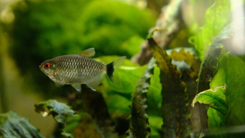 fish, aquarium, animal, fauna, water, nature, tetra, green fish, green fishing